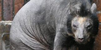 urso pelado|20 animais pelados que você nunca imaginou ver